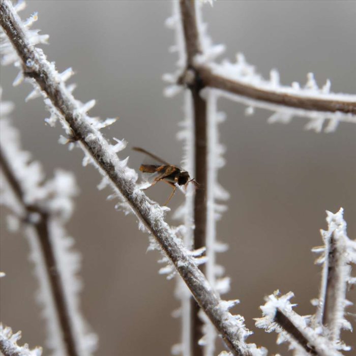 Insectes d'Hiver : Découverte et Survie des Espèces