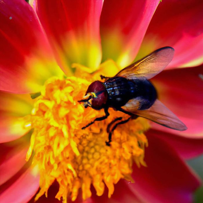 Insectes Piqueurs Actuels : Identification et Conseils