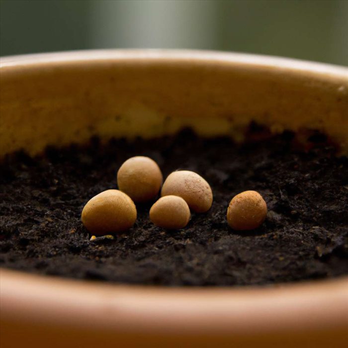 Guide Pratique pour Planter des Citrons chez Soi