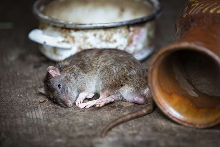 Comment se débarrasser des taupes dans son jardin ? 