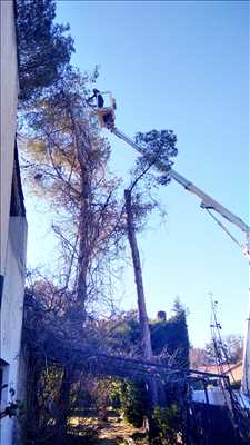 photo partagée par Services Gazeaux pour l’activité élagueur d’arbre dans la région Provence-Alpes-Côte d'Azur