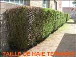 Exemple tailleur de haies n°1041 zone Saône et Loire par LARGE FABIEN