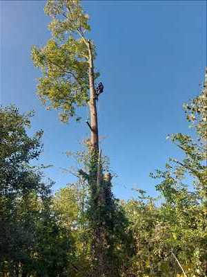Photo élagueur d’arbre n°1106 à Abbeville par Mr leveque 