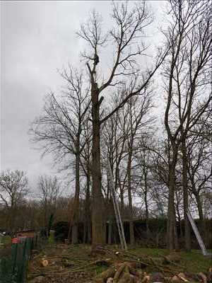 Exemple élagueur d’arbre n°1113 zone Somme par Mr leveque 