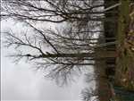 Exemple élagueur d’arbre n°1113 zone Somme par Mr leveque 