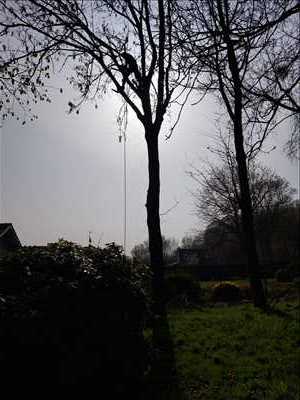 Photo élagueur d’arbre n°1114 à Amiens par Mr leveque 