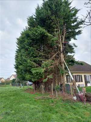 Photo élagueur d’arbre n°1119 dans le département 80 par Mr leveque 