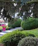 Exemple tailleur de haies n°1137 zone Nord par VANO PAYSAGE