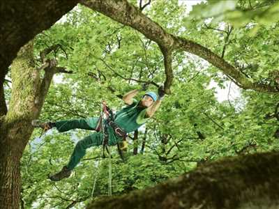 Exemple élagueur d’arbre n°1145 zone Nord par Michel