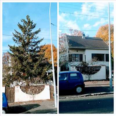 Photo élagueur d’arbre n°1168 zone Pas de Calais par Manolo