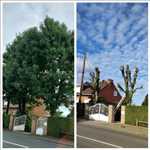 Exemple élagueur d’arbre n°1169 zone Pas de Calais par Manolo