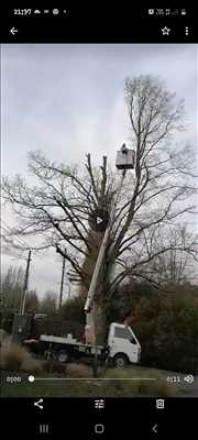 Photo élagueur d’arbre n°1172 zone Pas de Calais par Manolo