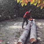 Photo élagueur d’arbre n°1182 à Chambéry par Antoine