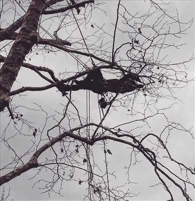 Photo élagueur d’arbre n°1183 dans le département 73 par Antoine