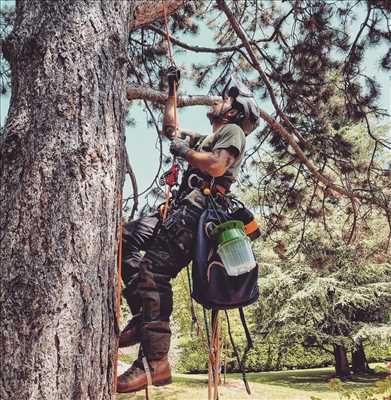 Photo élagueur d’arbre n°1184 zone Savoie par Antoine