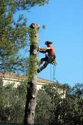 Photo élagueur d’arbre n°1199 dans le département 31 par Camir