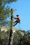 Photo élagueur d’arbre n°1199 dans le département 31 par Camir