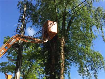 Photo élagueur d’arbre n°1203 dans le département 31 par Camir