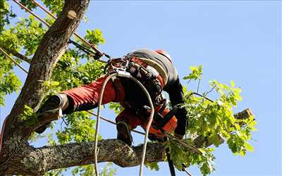 Exemple élagueur d’arbre n°1249 zone Meurthe-et-Moselle par GODICHE JIMMY