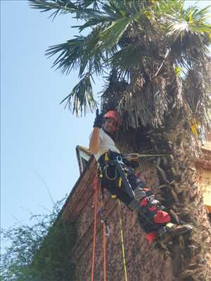 Exemple élagueur d’arbre n°1273 zone Haute-Garonne par Maitre Haut Vert