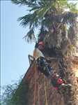 Exemple élagueur d’arbre n°1273 zone Haute-Garonne par Maitre Haut Vert