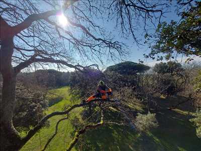 Photo élagueur d’arbre n°1274 à Toulouse par Maitre Haut Vert