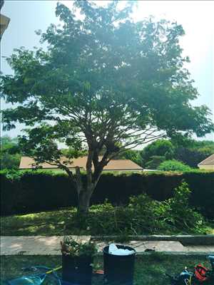 Exemple élagueur d’arbre n°1277 zone Haute-Garonne par Maitre Haut Vert