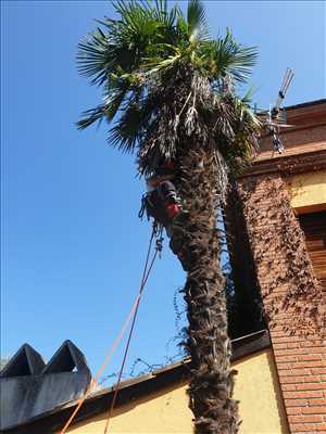 Photo élagueur d’arbre n°1278 à Toulouse par Maitre Haut Vert