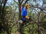 Exemple Abattage d’arbre n°145 zone Pas de Calais par DAVID