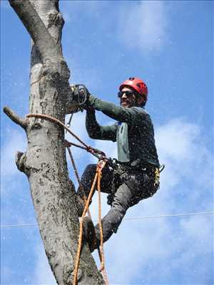 Photo Abattage d’arbre n°16 zone Nord par Bernard