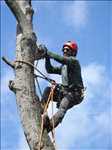 Photo Abattage d’arbre n°16 zone Nord par Bernard