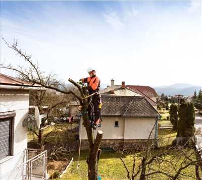 Photo n°190 : élagage d’arbre par l'utilisateur Peter     