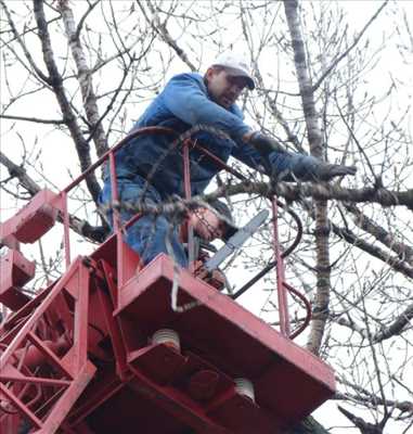 Exemple Abattage d’arbre n°193 zone Alpes-Maritimes par Peter     