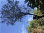Photo Abattage d’arbre n°20 zone Hérault par Jordan