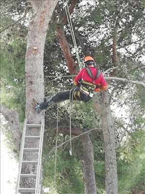 Exemple Elagage d’arbre n°217 zone Var par Cocoon Jardin