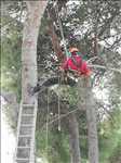 Exemple Elagage d’arbre n°217 zone Var par Cocoon Jardin
