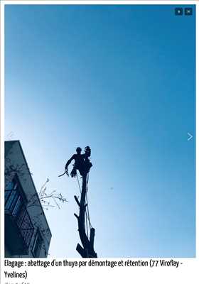 Exemple Abattage d’arbre n°249 zone Paris 18ème par Fred