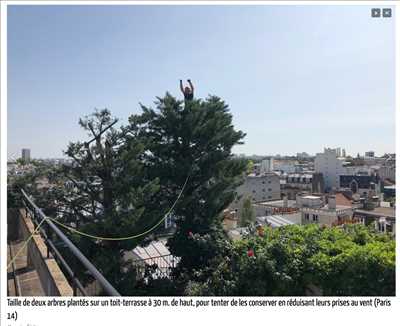 Photo Elagage d’arbre n°251 dans le département 75 par Fred