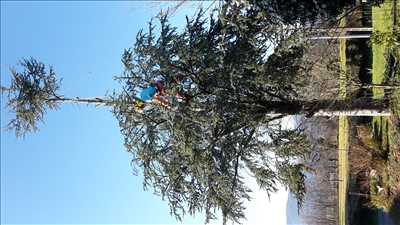 Exemple Elagage d’arbre n°253 zone Hautes Pyrénées par CHRISTOPHE
