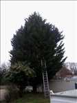 Photo Elagage d’arbre n°26 à Poitiers par Brandon 