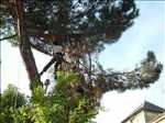 Photo Elagage d’arbre n°268 zone Gironde par CONCEPT PAYSAGER