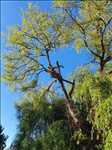 Exemple Abattage d’arbre n°269 zone Gironde par CONCEPT PAYSAGER