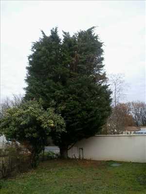 Photo Elagage d’arbre n°28 zone Vienne par Brandon 