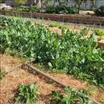 Photo Jardinier n°288 zone Loire-Atlantique par Alexandre