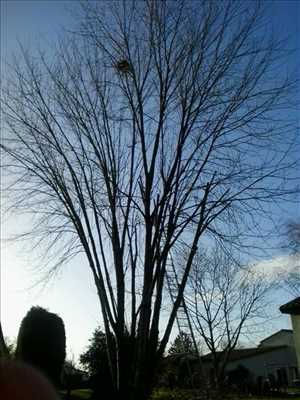 Exemple Elagage d’arbre n°29 zone Vienne par Brandon 