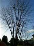 Exemple Elagage d’arbre n°29 zone Vienne par Brandon 