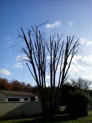 Photo Elagage d’arbre n°30 à Poitiers par Brandon 