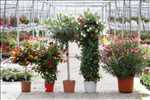 Exemple Jardinier n°301 zone Loir-et-Cher par SARL HORTI SOLOGNE