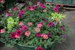 Photo Jardinier n°303 dans le département 41 par SARL HORTI SOLOGNE