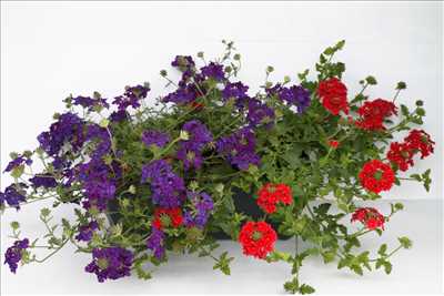 Exemple Jardinier n°305 zone Loir-et-Cher par SARL HORTI SOLOGNE